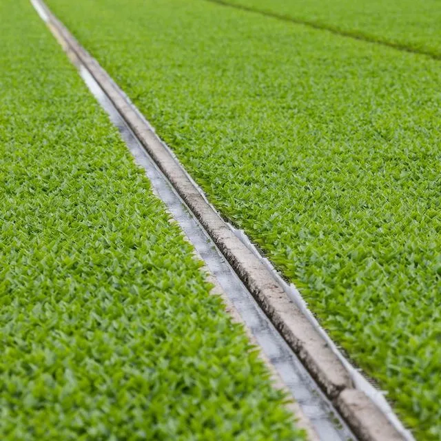 thumbnail for publication: Fertilization of Sweet Corn, Celery, Romaine, Escarole, Endive, and Radish on Organic Soils in Florida